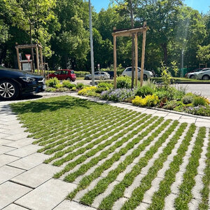 Versickerungsfähige Pflasterfläche mit begrünten Fugen für nachhaltige Parkplatzgestaltung