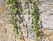 Ambientbild der Mauer Trento Mur light muschelkalkmix